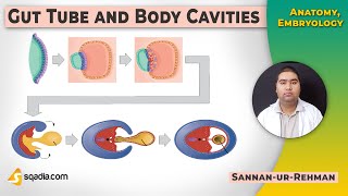 Gut Tube and Body Cavities  Embryology  Anatomy  Online Video Lecture  VLearning [upl. by Yemarej18]