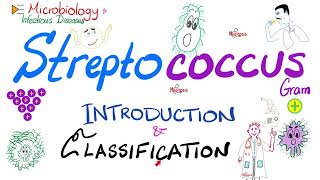 Streptococci  Introduction and Classification Group A Group B Group D  Microbiology 🧫 [upl. by Atilemrac888]