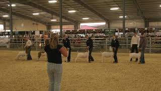 Umatilla County Fair 2024  4HFFA Grand Champion Market Animal Selection [upl. by Crisey]