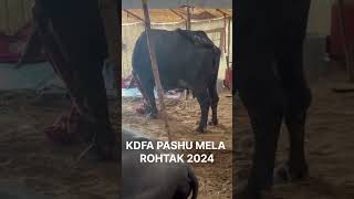 KDFA PASHU MELA ROHTAK 2024 kdfa pashu mela rohtak 2024 murrah viralvideo bull milking cow [upl. by Sirej]