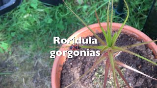 Roridula gorgonias  Wanzenpflanze  Neue Pflanze Vorstellung  Karnico [upl. by Annasoh]