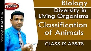 Classification of Animals  Diversity in Living Organisms  Biology  Class 9  APampTS [upl. by Randi]