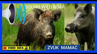 VABILICA DIVLJA SVINJA  VEPRA SOUND WILD BOAR ZVUK MAMAC DIVLJE SVINJE ZOV [upl. by Anirbys]