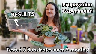 Scindapsus Series Part 3 Propagation Experiment Results and Repotting them all [upl. by Irrem]