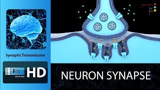 neuron synapse animation  Synaptic Transmission [upl. by Harrus]