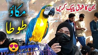 Blue Gold Macaw Parrot Price Update in Birds Market 🦜 Birds Market 2024 Latest Update in Urdu Hindi [upl. by Caniff132]