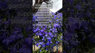 Lobelia in piena fioritura ✅lobeliaplants gardening nature garden [upl. by Nolra]