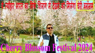 Cherry Blossom Festival shillong Meghalaya 2024  Cherry Blossom [upl. by Anahsohs]