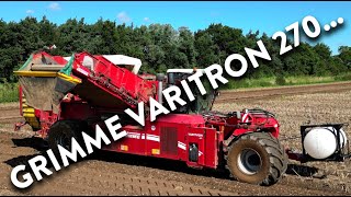 4Kᵁᴴᴰ Harvest 2024 Foskett Farms Grimme Varitron 270 potato harvester working in Suffolk [upl. by Merna]