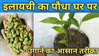 इलायची का पौधा घर पे कैसे उगाएं l How to grow cardamom at home at seeds [upl. by Flavian]