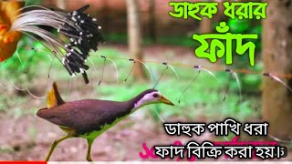 ডাহুক পাখি ।বগ পাখি। কোড়া পাখি।অতিথি পাখি শিকার করা সহজ চায়না জাংগী ফাদ। [upl. by Ahk876]