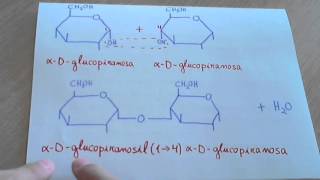 Maltosa como se forma y estructura disacáridos [upl. by Sinclare]