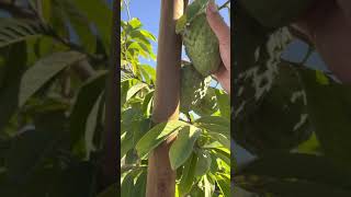 Atemoya trees in 100 gallon containers [upl. by Ennairrac]