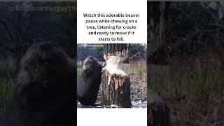 Beavers Adorable TreeCutting Moment shorts fyp facts animals [upl. by Marjory]