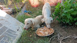 A man Feeding Rescue homeless hungry Abandoned street dog Puppies  Animal rescue video [upl. by Nikolia]