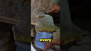 STOP Buying Honey from Stores and Harvesting ROCK HONEY Instead [upl. by Cook34]