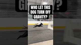 Who let the 4th dog turn off gravity [upl. by Yednil]