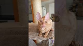 Cornish Rex kitten saying hello [upl. by Helfand]