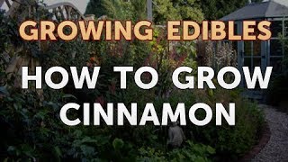 How to Grow Cinnamon [upl. by Mccall]