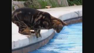 Video Kucing Lucu [upl. by Libyc734]