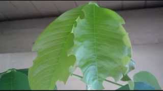 Leafcutter bees in Action by Nancy Westmoreland [upl. by Hairabez471]