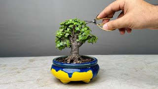 Making Bonsai Tree in 1 Year  Jade Plant  Repotting  Pruning  Portulacaria Afra [upl. by Armstrong]