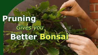 Why are Bonsai Pruned 5 reasons [upl. by Annaiel981]