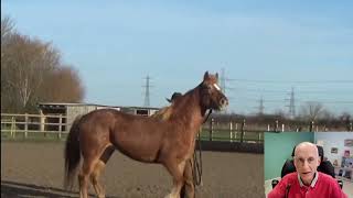 Comment gérer un cheval stressé [upl. by Ettezzil]