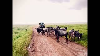 Amboseli National Park [upl. by Felicia]