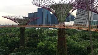 Singapore Supertrees at Gardens by the Bay [upl. by Grant]