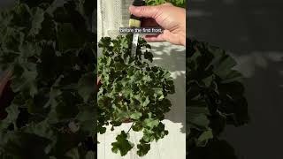 I prune geraniums before winter using the max 20 method [upl. by Lamraj]