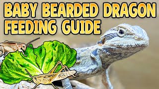 Baby Bearded Dragon Diet [upl. by Victoria]