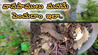 earthworm homegardening garden uses of earthworm for garden [upl. by Dich]