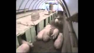 Natural Farrowing Systemwmv [upl. by Ier]