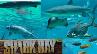 SHARK BAYUNDERWATER VIEWING GALLERYSEAWORLD\GOLD COASTQUEENSLANDAUSTRALIA [upl. by Larrie]