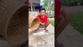 UDIN NGAJARIN ARKA SULAP AYAM AJAIB 🐓 shorts [upl. by Bertha]