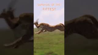 Survival of the Fittest wildlife documentarychannel animals [upl. by Fedak685]