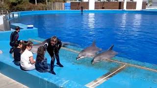 Espectáculo con delfines en el oceanográfico de Valencia [upl. by Gnihc267]