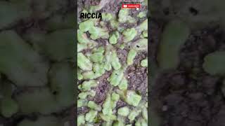 Riccia Habitat  Liverwort plantscience4u [upl. by Ethelda]