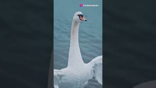 FACT  Swans animals wildanimalfacts [upl. by Ardaid]