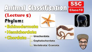 Animal Classification Lecture 5  Echinodermata Hemichordata chordata  Class 10 SSC  state board [upl. by Yrokcaz]