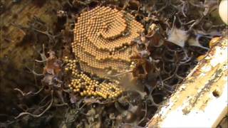 Native Stingless Beehive Rescue Update amp Split [upl. by Nylidnam853]