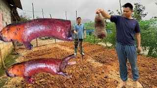 Gardening grilling boar meat and cooking ricely quyet farm [upl. by Fonsie301]