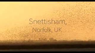 Snettisham Wader Spectacular 4k [upl. by Ynnor]