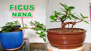 FICUS NANA PAANO GAWING BONSAI FICUS MICROCARPA  GREEN ISLAND FICUS [upl. by Saudra936]