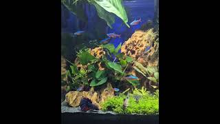 Nano akwarium 30l funny music aquarium aquascape fun fishtank [upl. by Analrahc358]