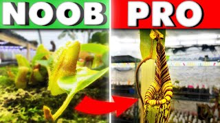 Nepenthes Guide For Beginners  Everything You Need To Know [upl. by Anovad]