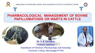 PHARMACOLOGICAL MANAGEMENT OF BOVINE PAPILLOMATOSIS OR WARTS IN CATTLE BY DR N B SHRIDHAR [upl. by Trembly]