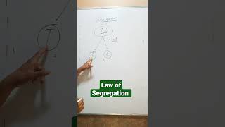 Mendels law of Segregation [upl. by Najib]