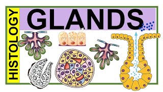 Chp4 Histology Inder Bir Singh  Histology of Glands  Classification of Glands  Types of Glands [upl. by Nile127]